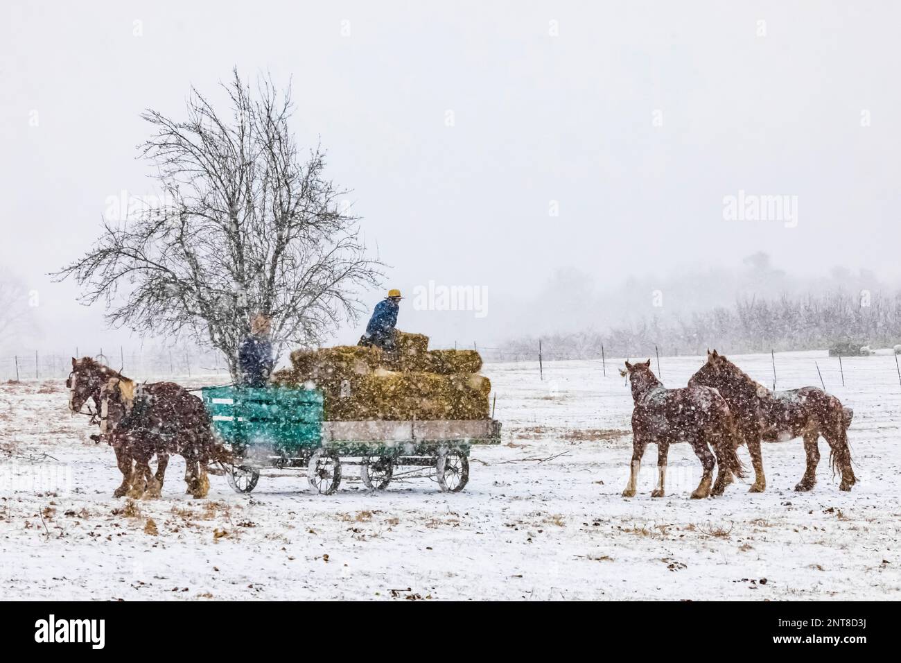 Gli agricoltori Amish nutrono i cavalli fieno durante una tempesta di neve nel Michigan centrale, USA [Nessun rilascio di proprietà; solo licenza editoriale] Foto Stock