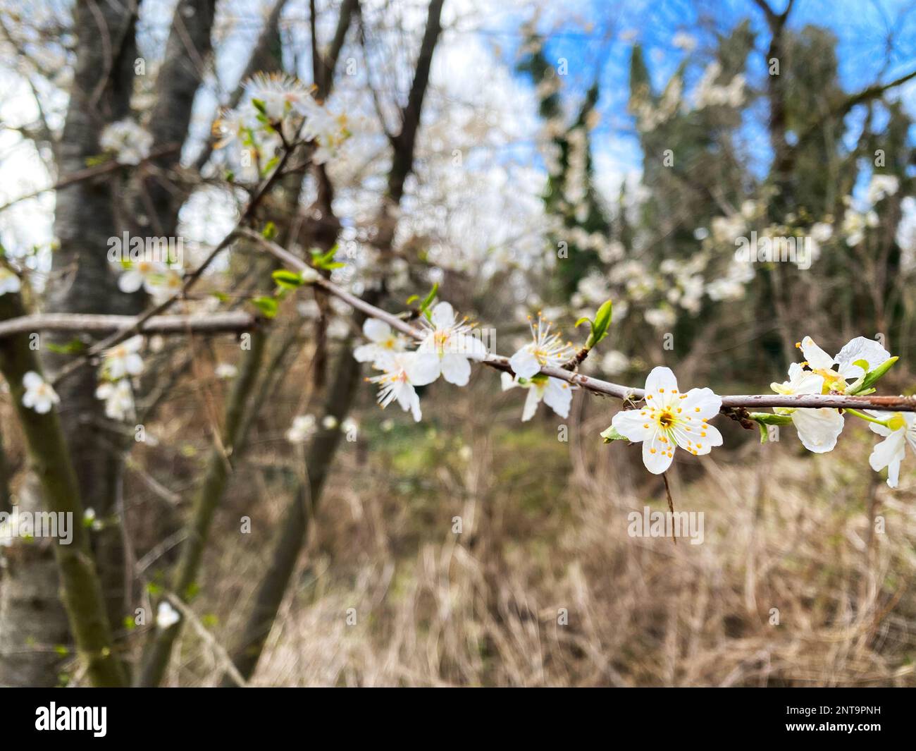 Fiori di ciliegia prugna, prunus cerasifera Foto Stock