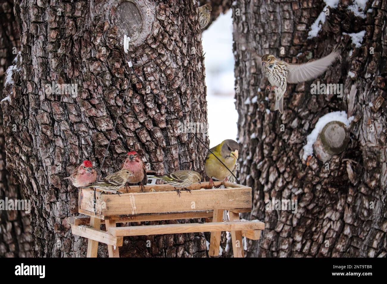 Gregge di pelli di pino, finches di Cassin e un grossbeak di sera che si nutrono su un alimentatore di semi in un cortile a Payson, Arizona. Foto Stock