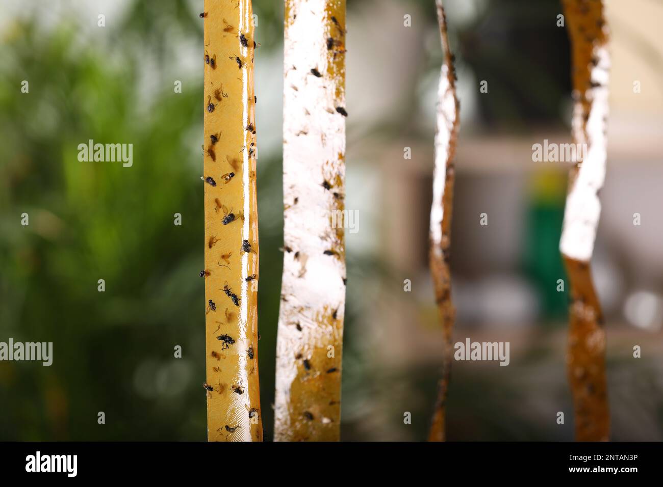Nastri adesivi per insetti con mosche morte su sfondo sfocato Foto Stock