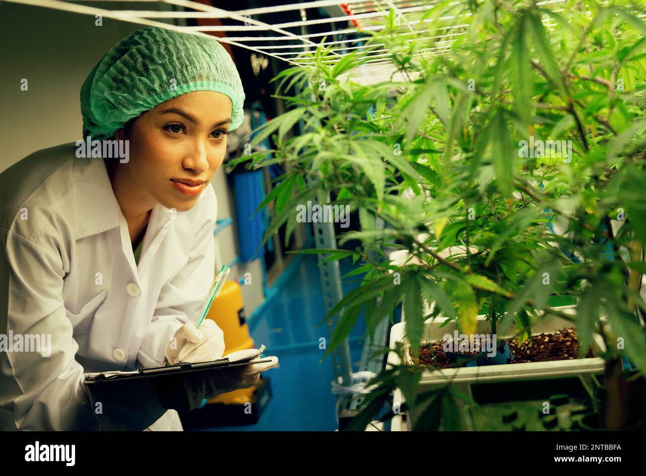 Le scienziate femminili ricercassero e registrano i dati delle piante di cannabis gratificanti nel vaso. Crescere la struttura per la fattoria di canapa di cannabis al coperto per l'alta qualità Foto Stock