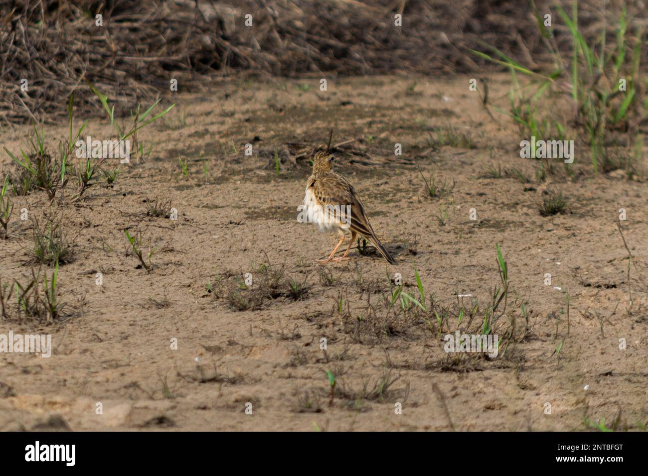 Ritratti accattivanti di uccelli e fauna selvatica Foto Stock