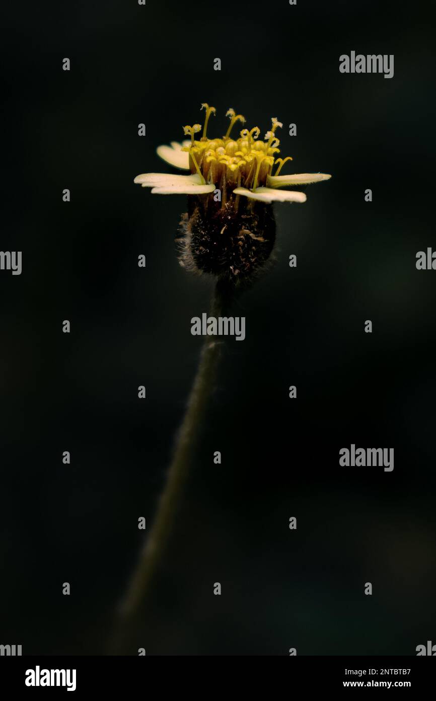 Il delicato capolavoro della natura, che fiorisce di grazia e incanta il mondo con la sua vibrante bellezza Foto Stock