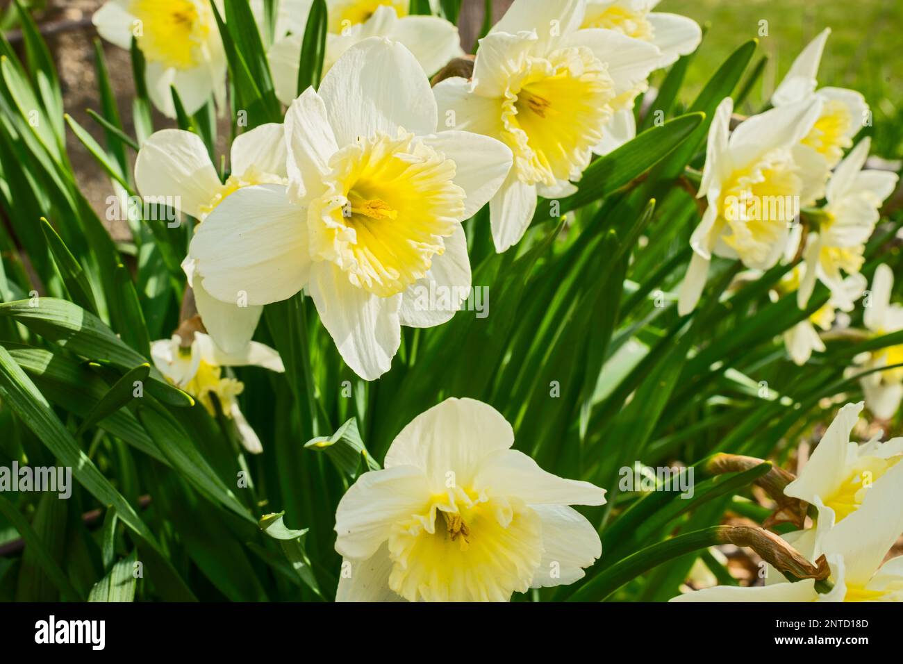 Daffodils (Narcissus pseudonarcissus) nel giardino organico primaverile tempo cottage a Ludington, Michigan, USA Foto Stock