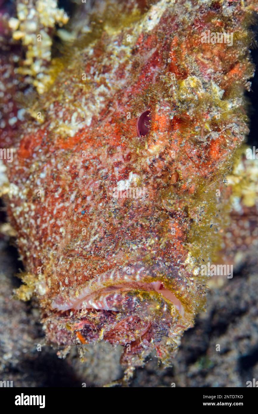 Scorpionfish foglia, Taenianotus triacanthus, Tulamben, Bali, Indonesia, Pacifico Foto Stock