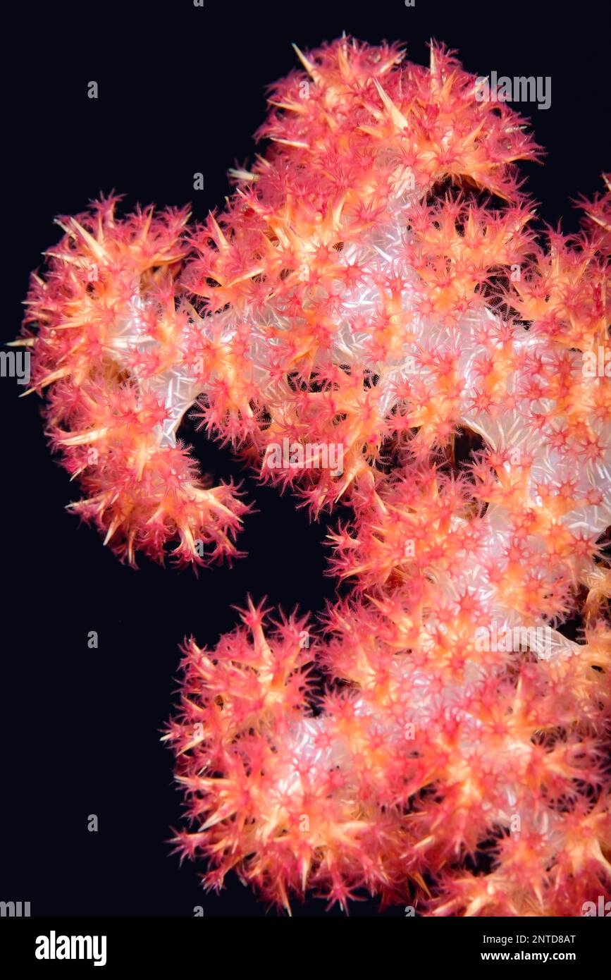 Klunzingers Soft Coral, Dendronephthya klunzingeri, Tulamben, Bali, Indonesia, Pacifico Foto Stock