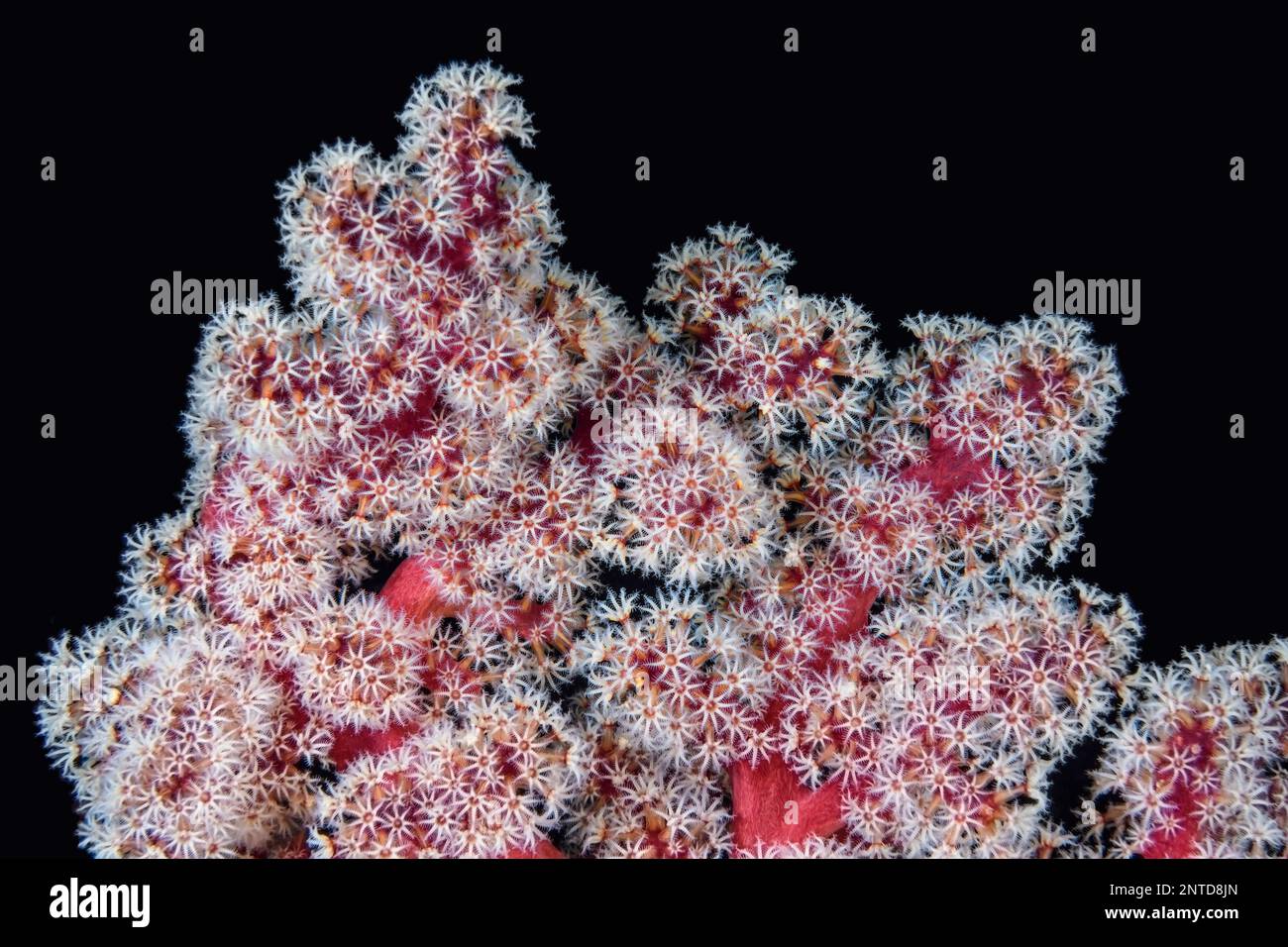 Corallo molle, Scleronephthya sp., Tulamben, Bali, Indonesia, Pacifico Foto Stock