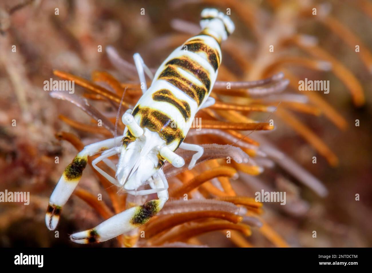 Gamberetti Crinoidi, Laomenes sp., Tulamben, Bali, Indonesia, Pacifico Foto Stock