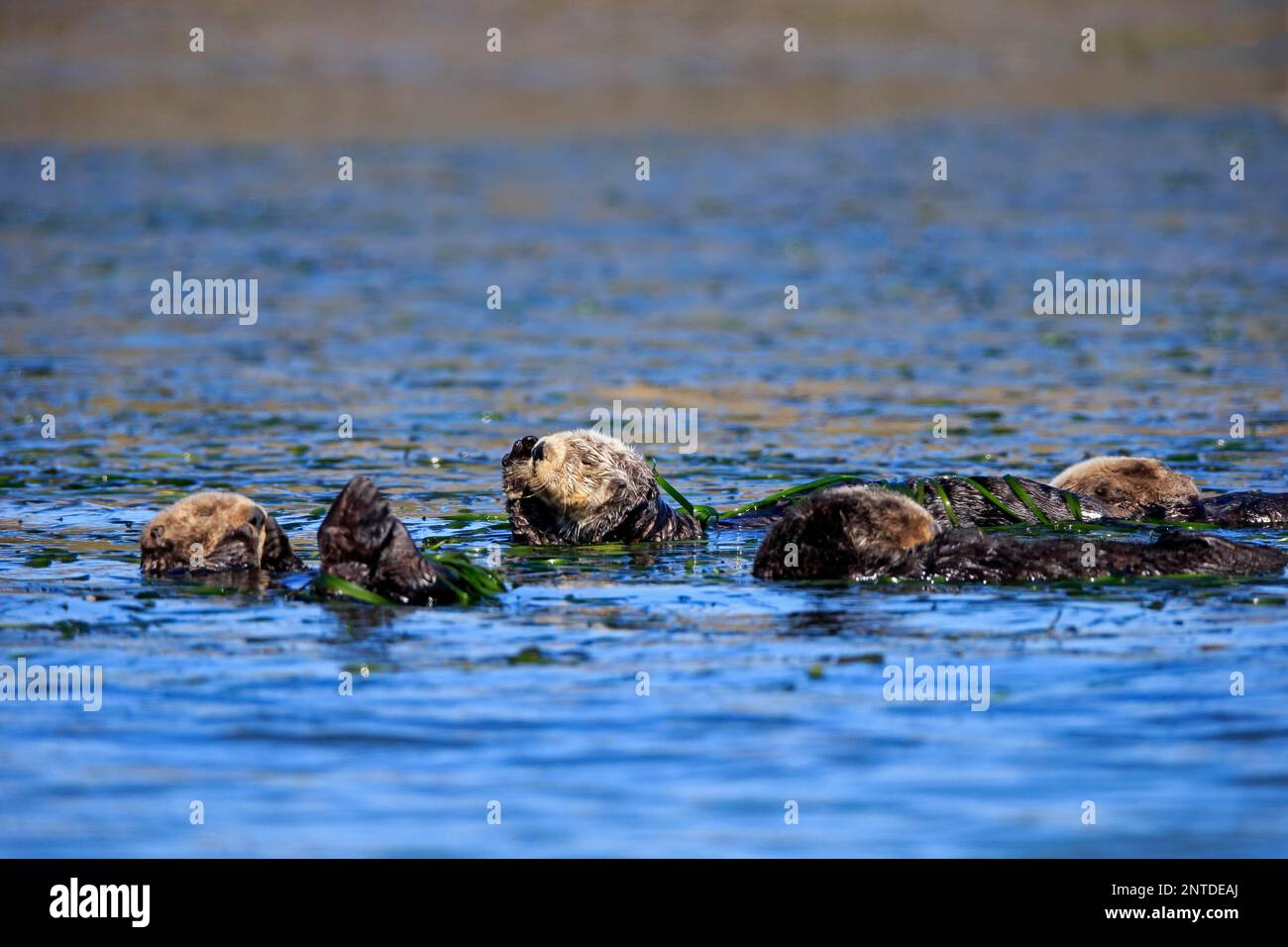 Lontre di mare (Enhydra lutris), gruppo di adulti, Elkhorn Slough, Monterey, California, Nord America, Stati Uniti Foto Stock