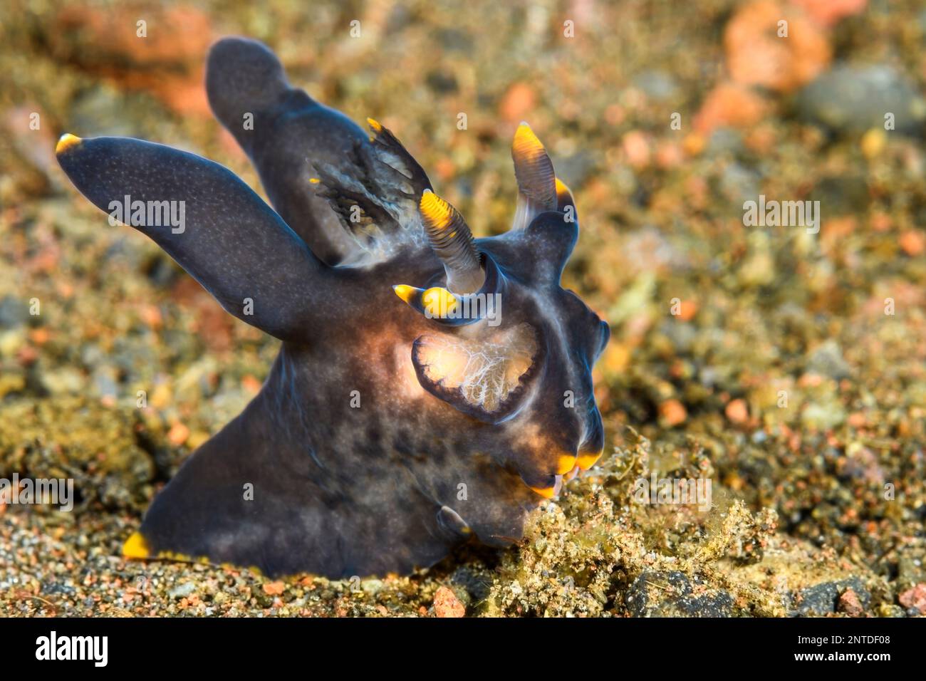 Slug o nudibranco, Thecacera cf picta, Morph di colore scuro, Tulamben, Bali, Indonesia, Pacifico Foto Stock