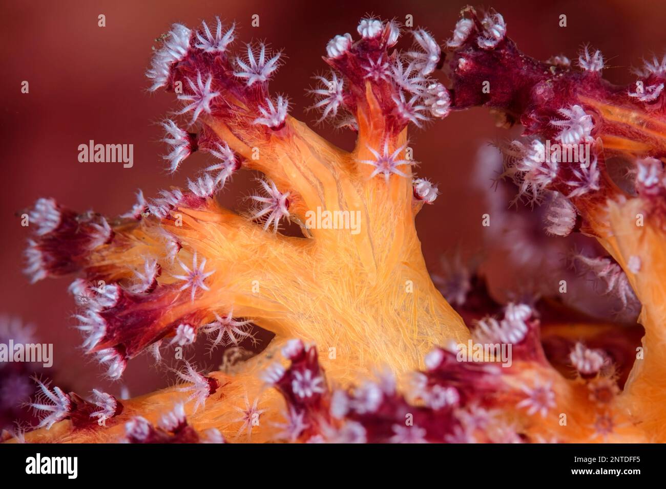 Chironephthya corallo molle, Chironephthya sp., Tulamben, Bali, Indonesia, Pacifico Foto Stock