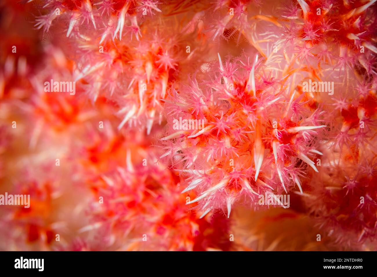 Klunzingers Soft Coral, Dendronephthya klunzingeri, Tulamben, Bali, Indonesia, Pacifico Foto Stock