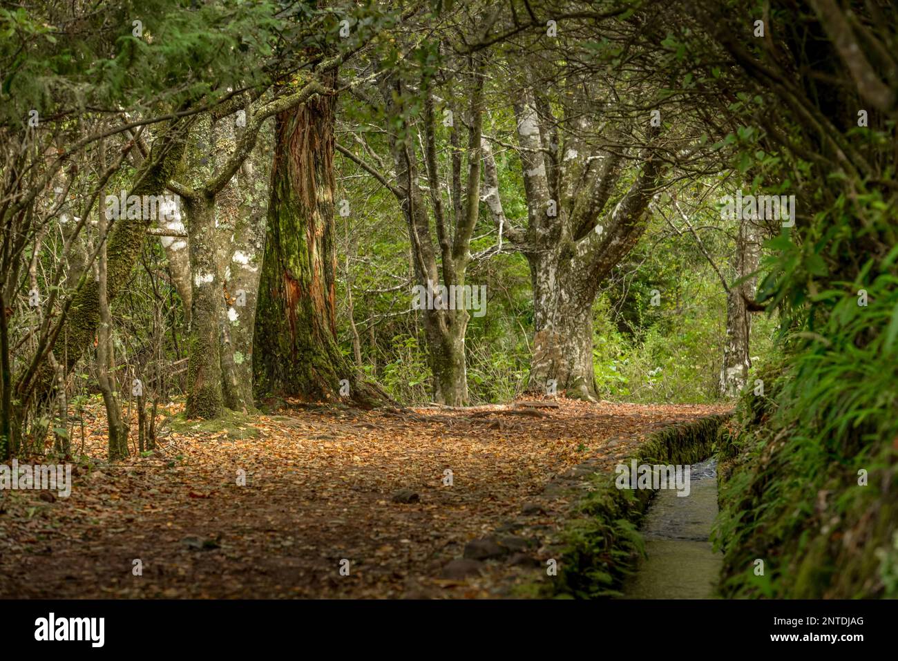 Sentiero escursionistico, Queimadas, Montagne centrali, Madeira, Portogallo Foto Stock