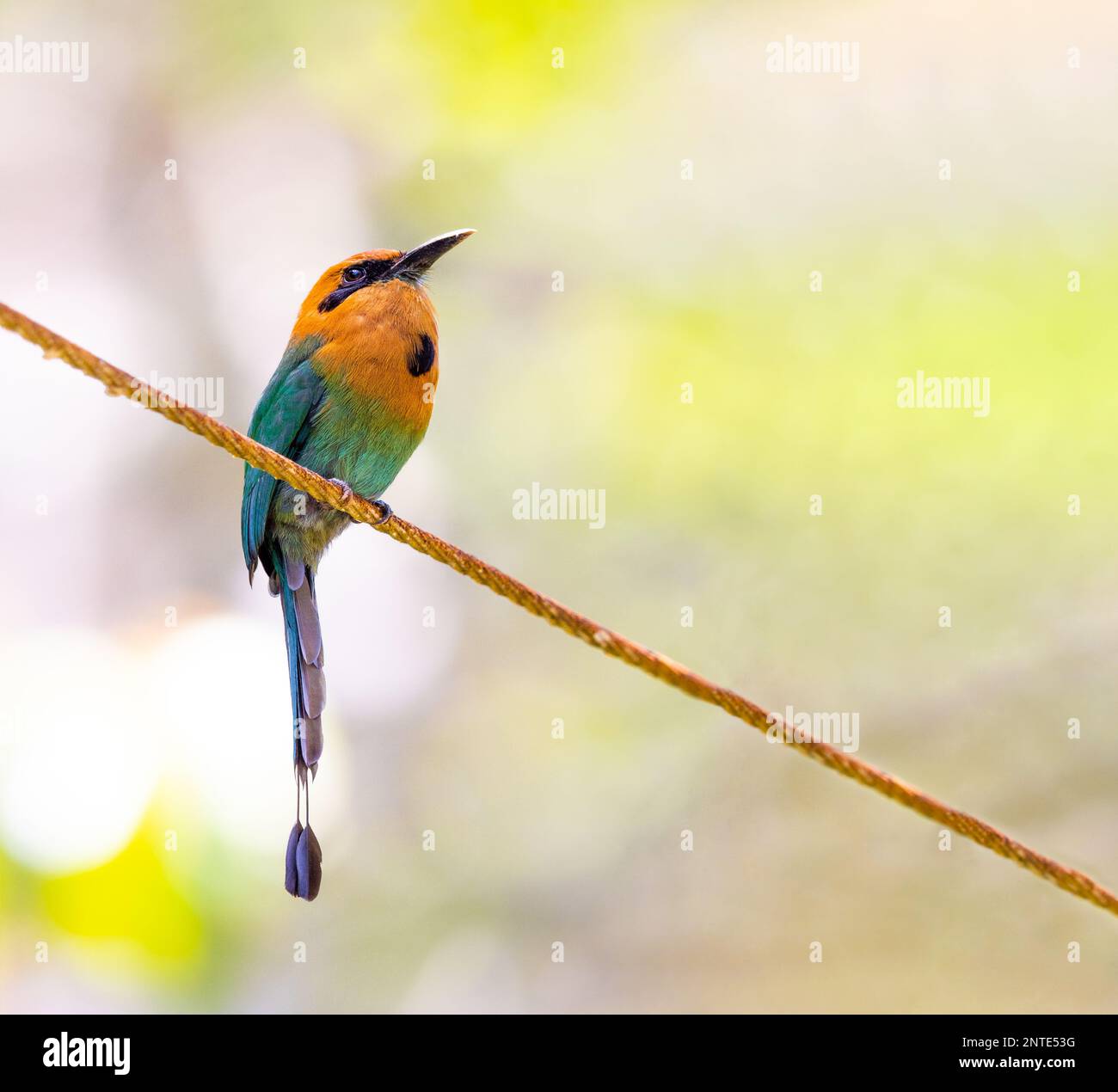 Broad fatturato Motmot appollaiato su una linea elettrica Foto Stock