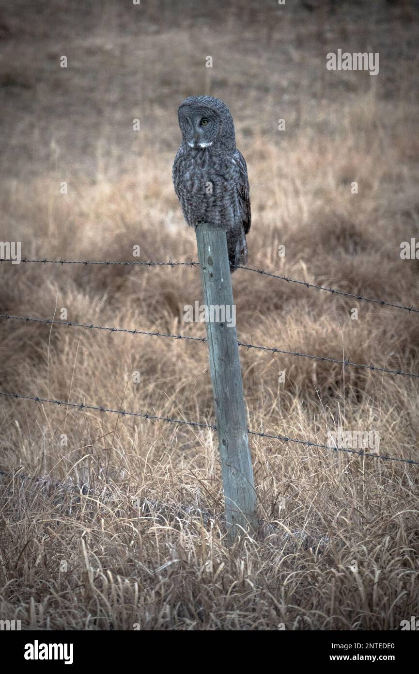 Grande gufo grigio arroccato di fronte alle praterie Foto Stock