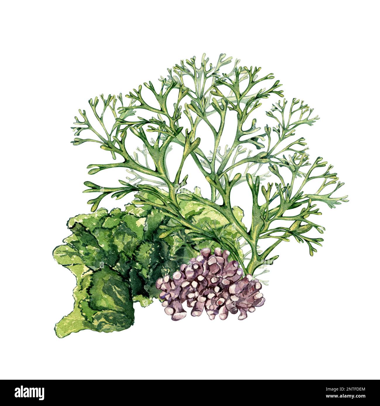 Composizione di piante di mare verde acquerello illustrazione isolata su bianco. Alghe Codium, corallo viola, ulva disegnato a mano. Elemento di progettazione per il pacchetto, Foto Stock
