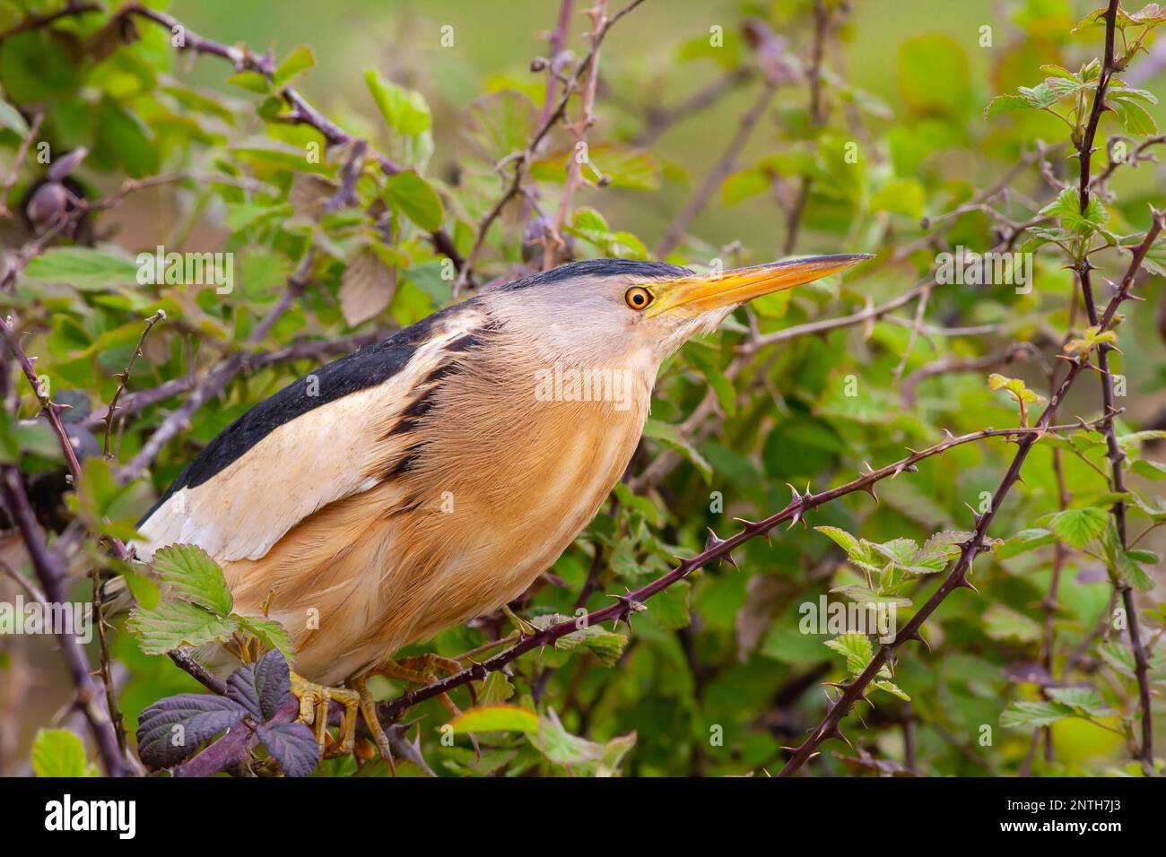 Grande uccello d'acqua nell'albero, piccolo Bittern, Ixobrychus minutus Foto Stock