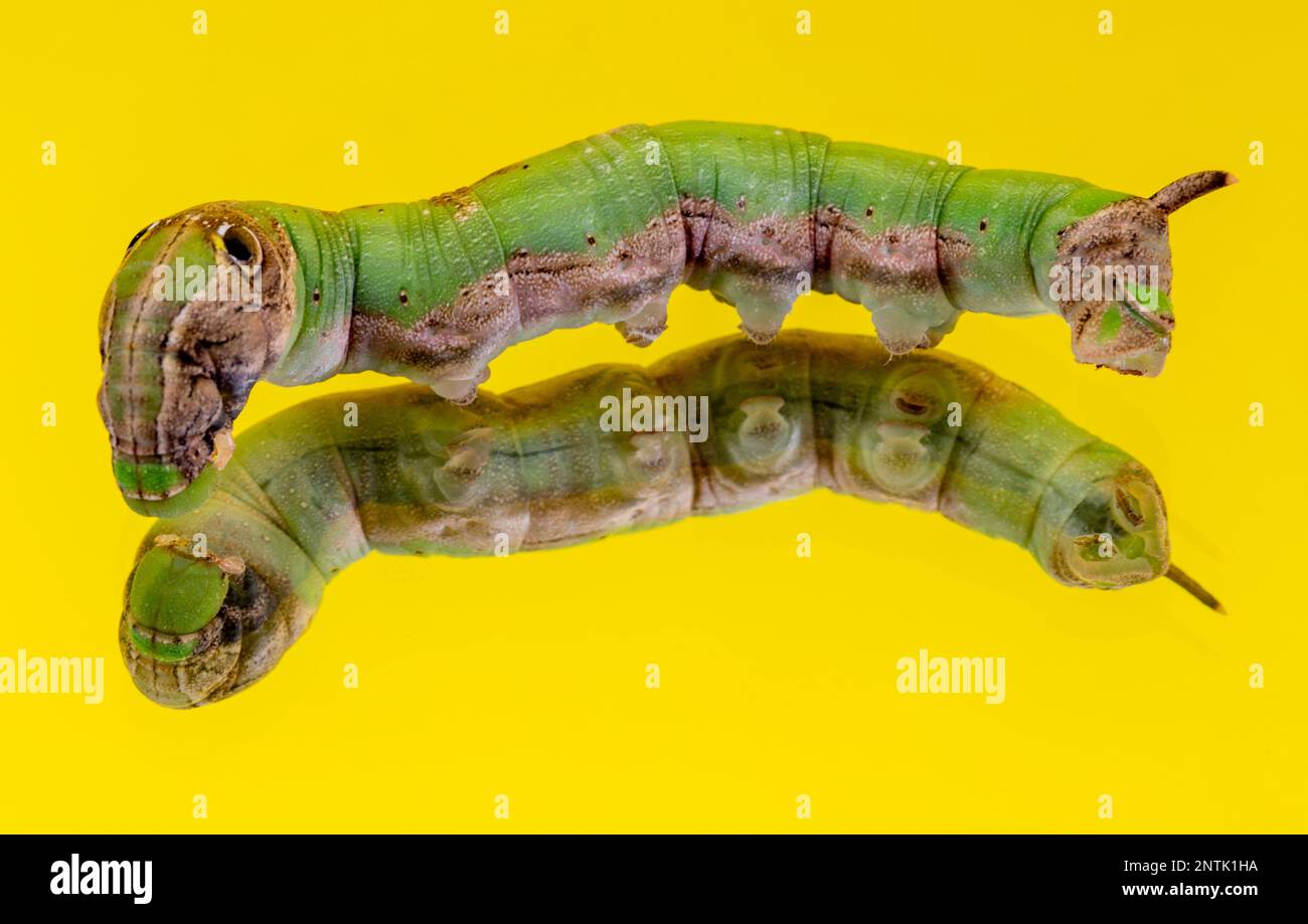 La larva di bruco hawkmoth, Eupanacra splendens, è verde con grandi vasi  oculari e un forte corno curvo all'indietro alla coda Foto stock - Alamy