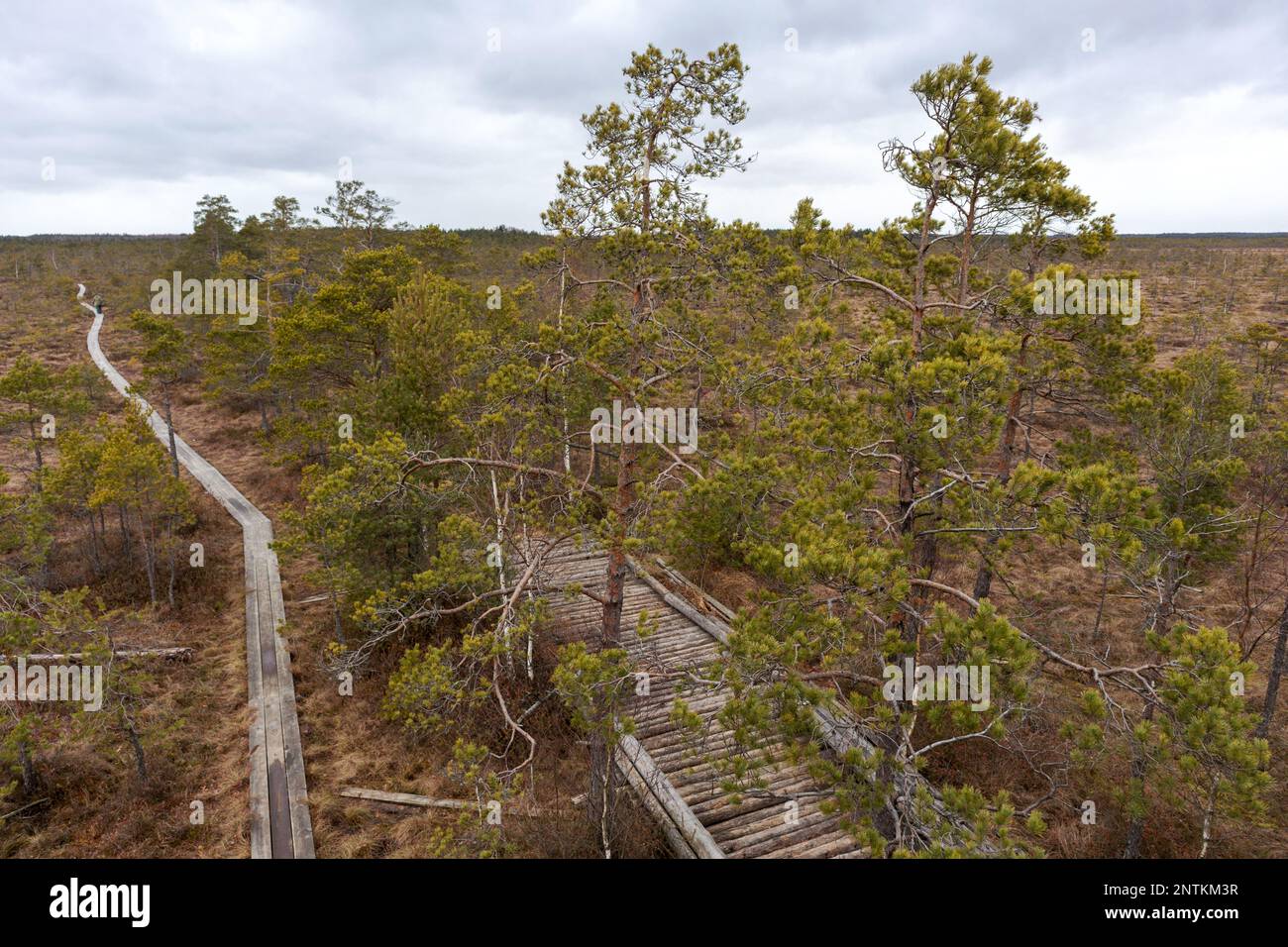 Vista sulla natura della palude con un sentiero in legno che si snoda attraverso la palude Foto Stock