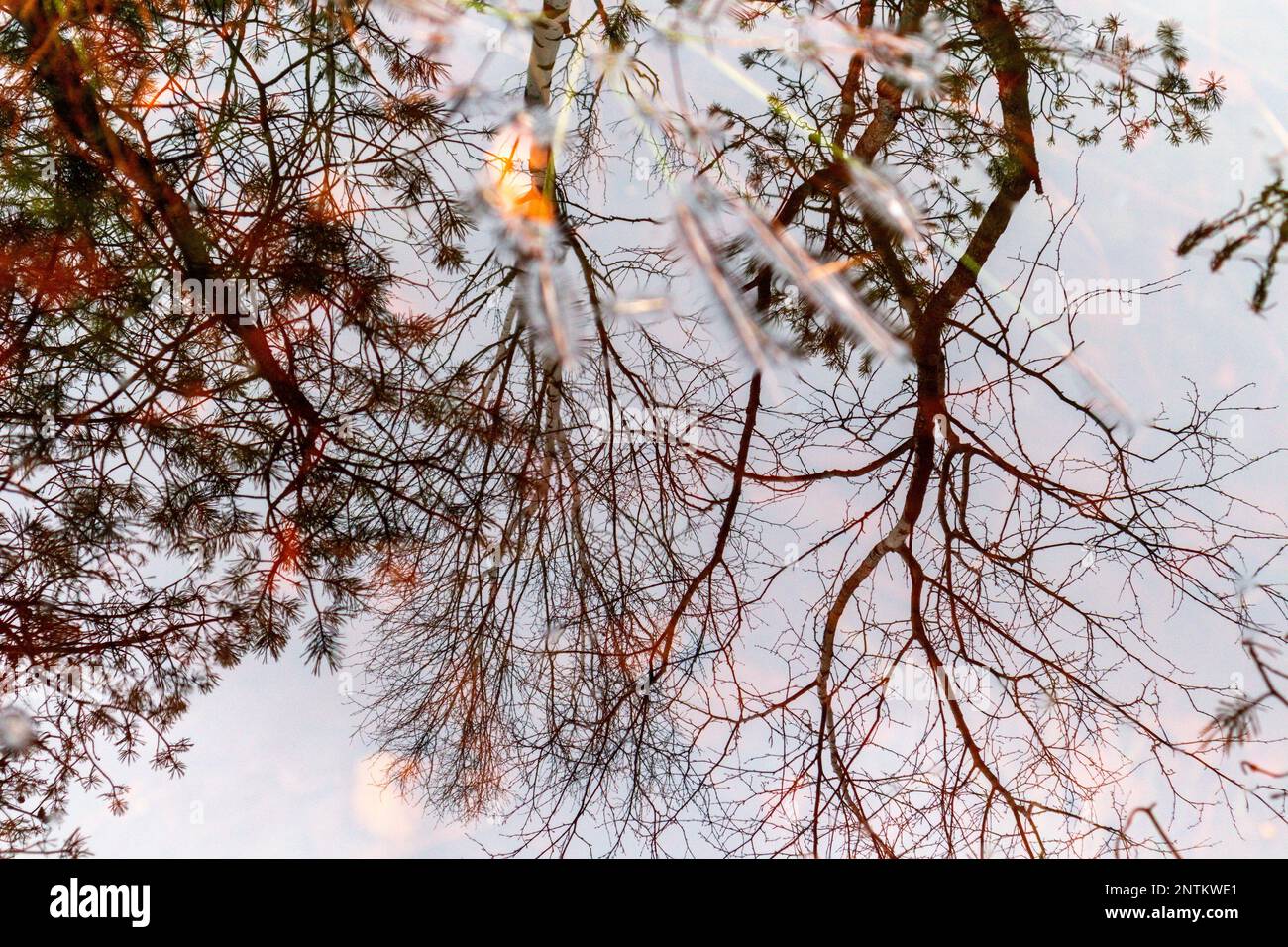 Vista sulla natura dell'acqua paludosa e riflesso dei rami di alberi in acqua marrone Foto Stock