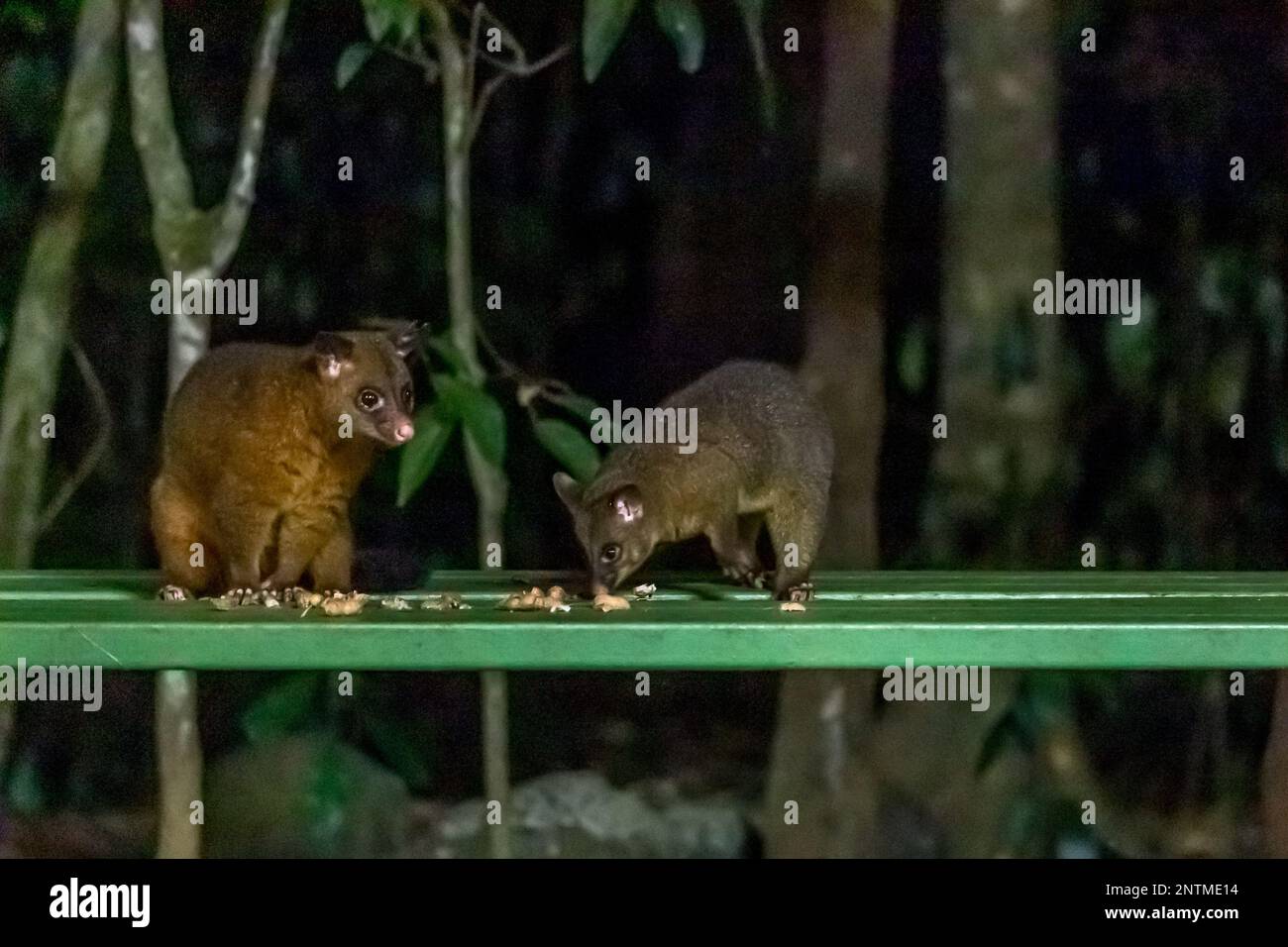 Due possum di brushtail comuni mangiare arachidi in una stazione di alimentazione, Australia. Foto Stock