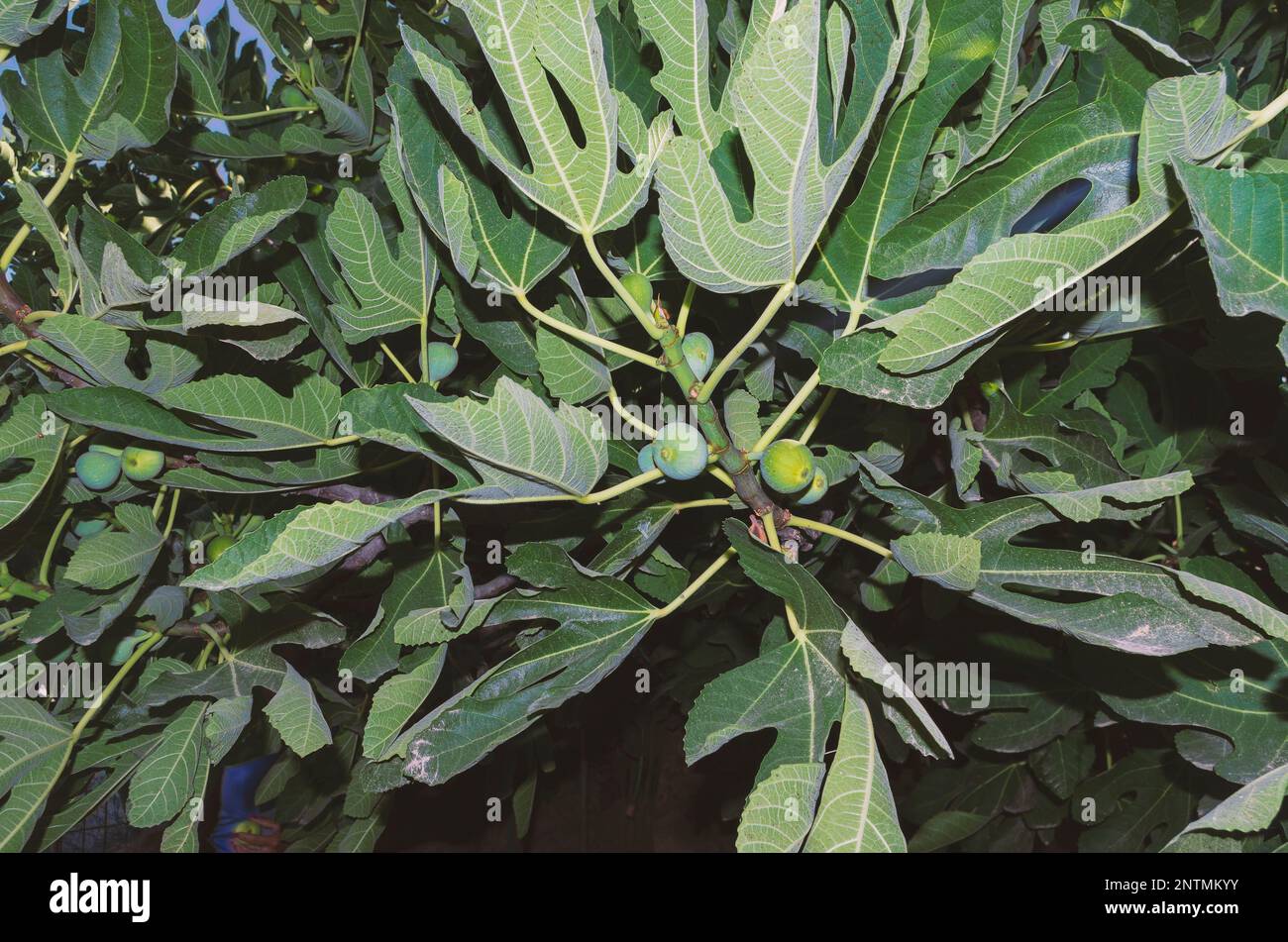 Fico unmaturo su un ramo all'ombra illuminato da un lampo Foto Stock