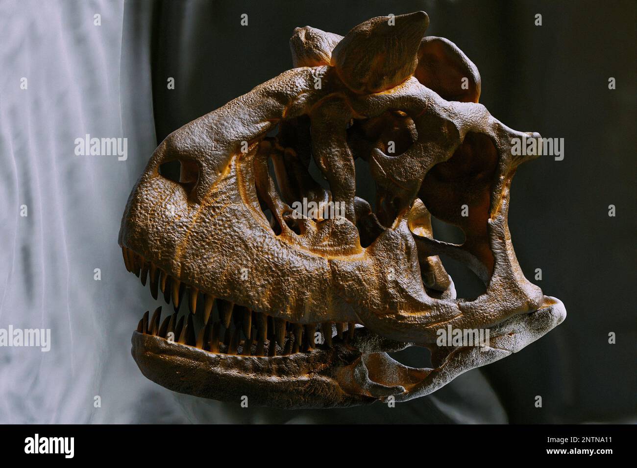 Carnotaurus sastrei ricostruzione del cranio paleoart, un dinosauro predatore di Abelisauridae con un solo scheletro conosciuto trovato. Cranio e ganascia curva mostrati in figura Foto Stock