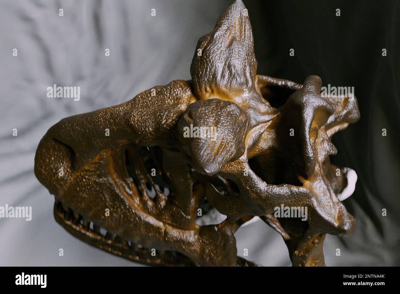 Carnotaurus sastrei ricostruzione del cranio paleoart, un dinosauro predatore di Abelisauridae con un solo scheletro conosciuto trovato. Cranio e ganascia curva mostrati in figura Foto Stock