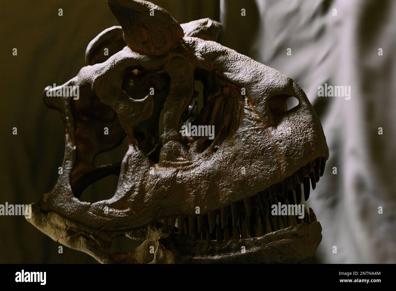 Carnotaurus sastrei ricostruzione del cranio paleoart, un dinosauro predatore di Abelisauridae con un solo scheletro conosciuto trovato. Cranio e ganascia curva mostrati in figura Foto Stock