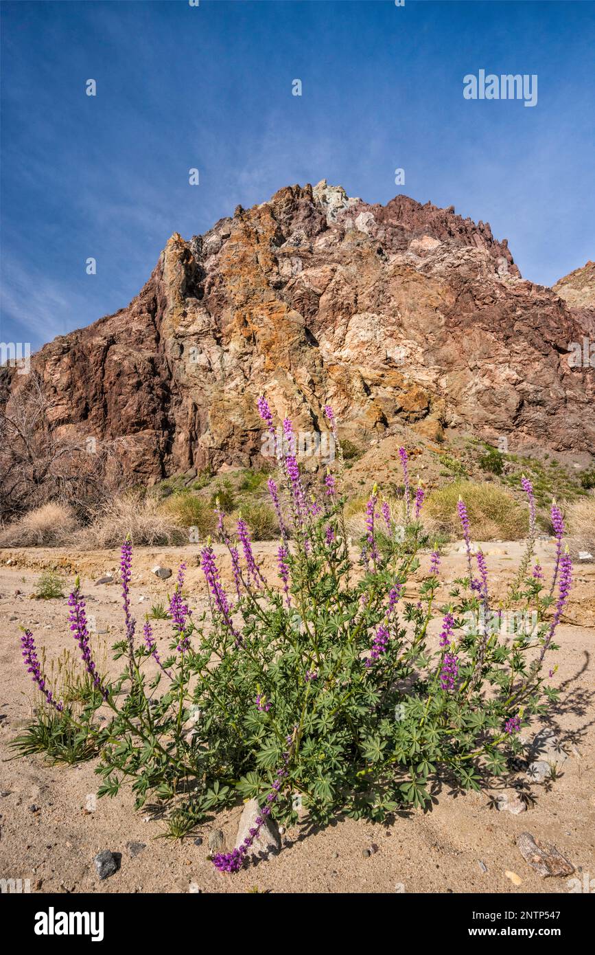 Lupino dell'Arizona, fiorente all'inizio della primavera, Canyon dipinto, Mecca Hills Wilderness, Colorado Desert, California, STATI UNITI Foto Stock