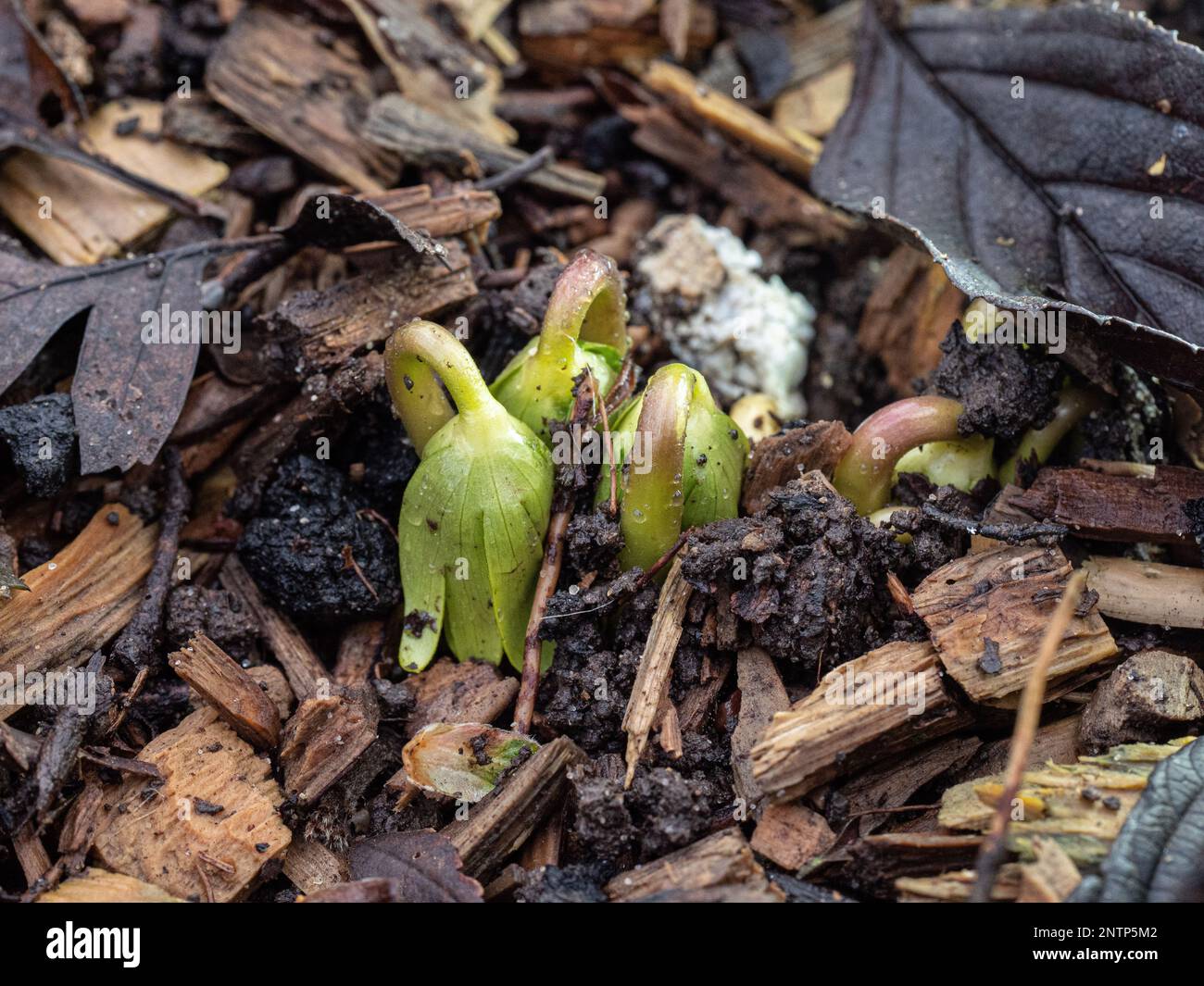 I germogli dell'aconite invernale (Eranthis hyemalis) che emergono attraverso un pacciame di corteccia Foto Stock
