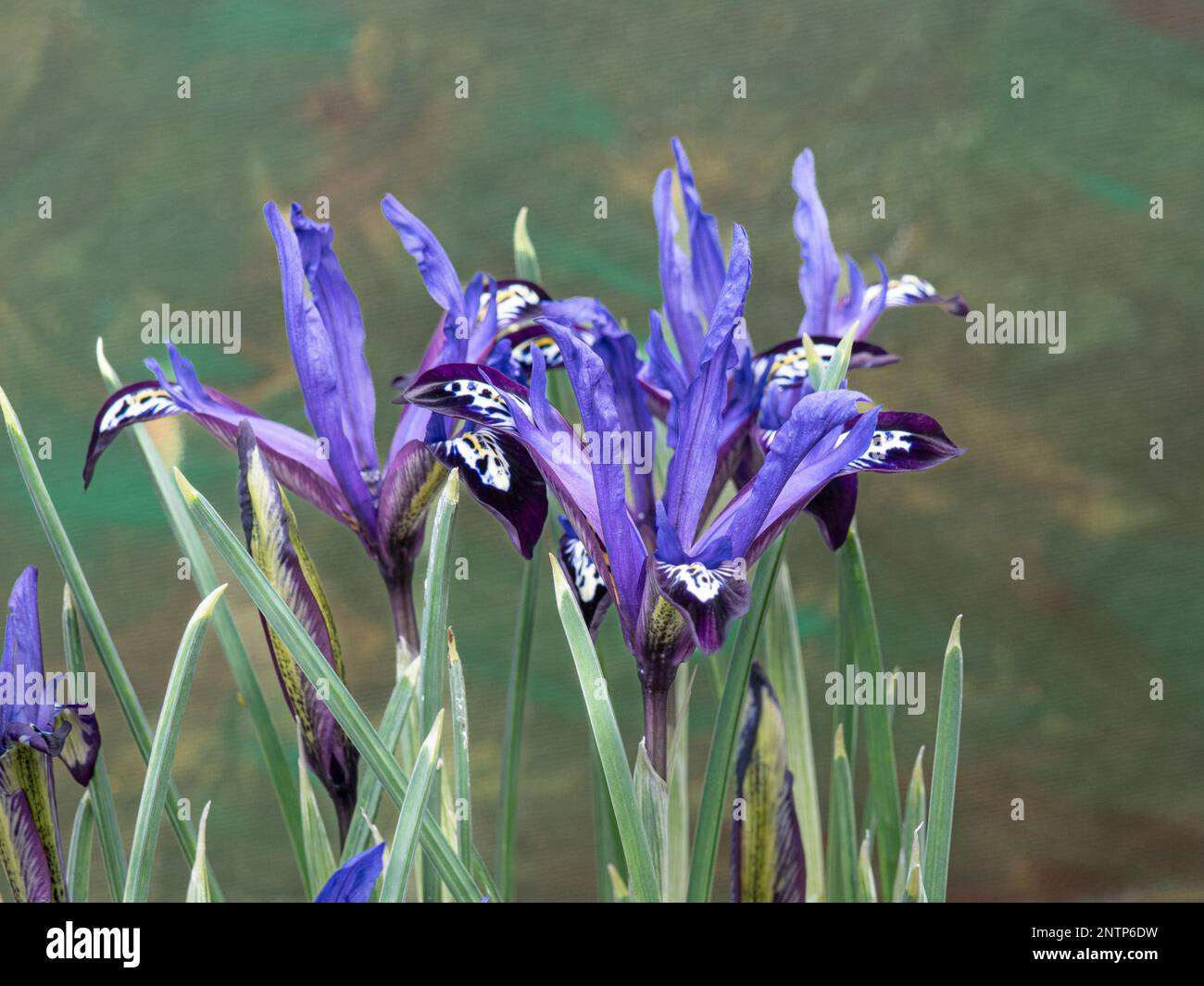 I delicati fiori blu di Iris reticolata 'Nota Blu' Foto Stock