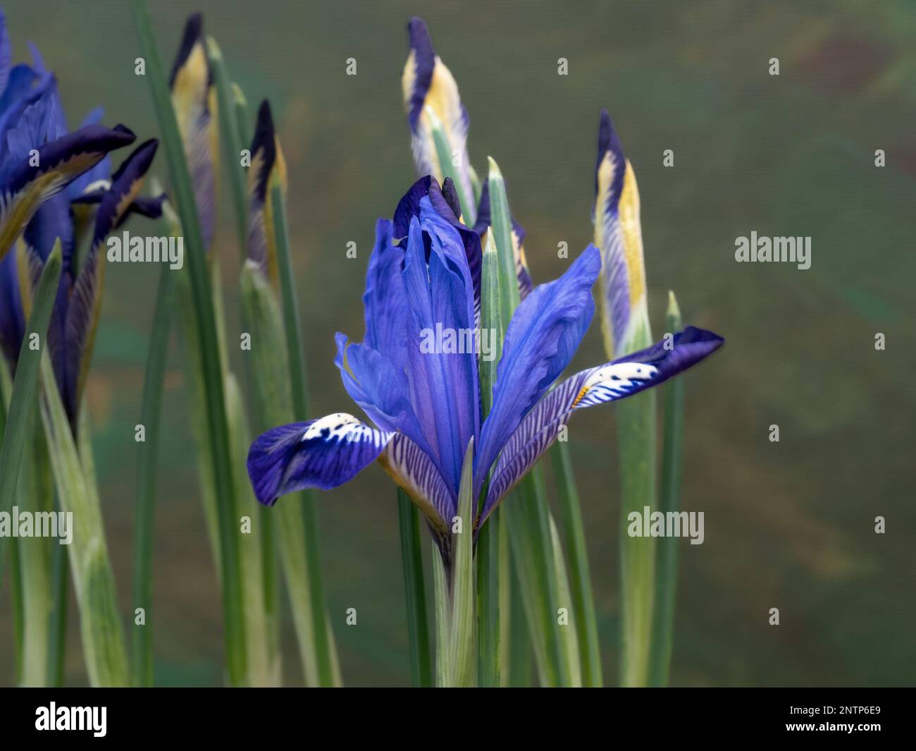 I delicati fiori blu reali di Iris reticulata 'Fabiola' Foto Stock