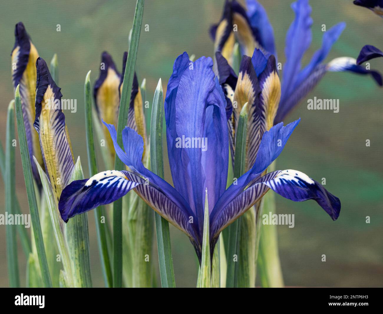 I delicati fiori blu reali di Iris reticulata 'Fabiola' Foto Stock