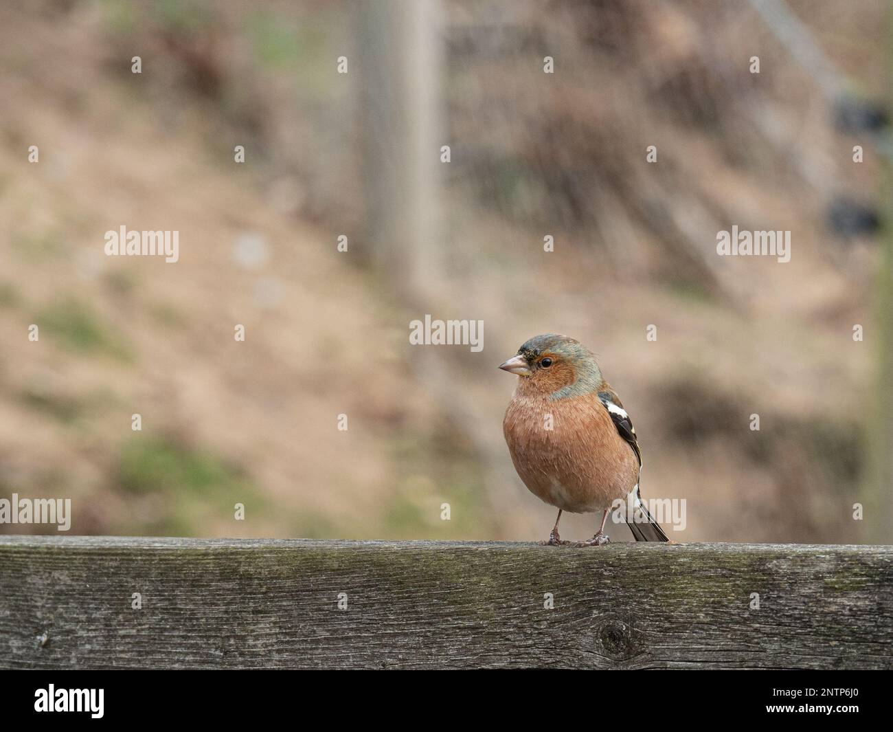 Un gesso maschio (Fringilla coelebs) seduto sul retro di una panca da giardino Foto Stock