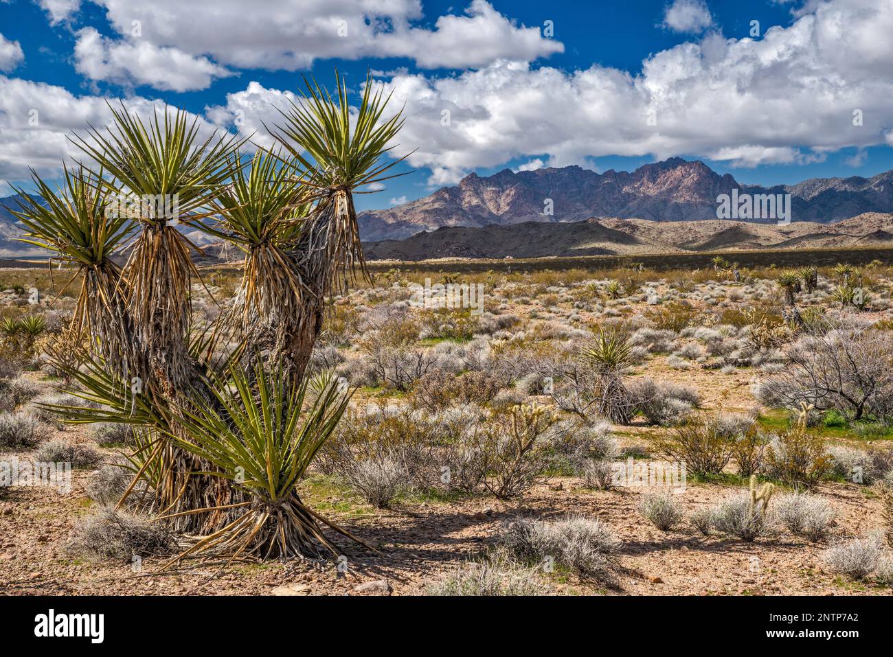 Yuccas, Providence Mountains, vista da Black Canyon Road, Mojave Desert, Mojave National Preserve, California, Stati Uniti Foto Stock