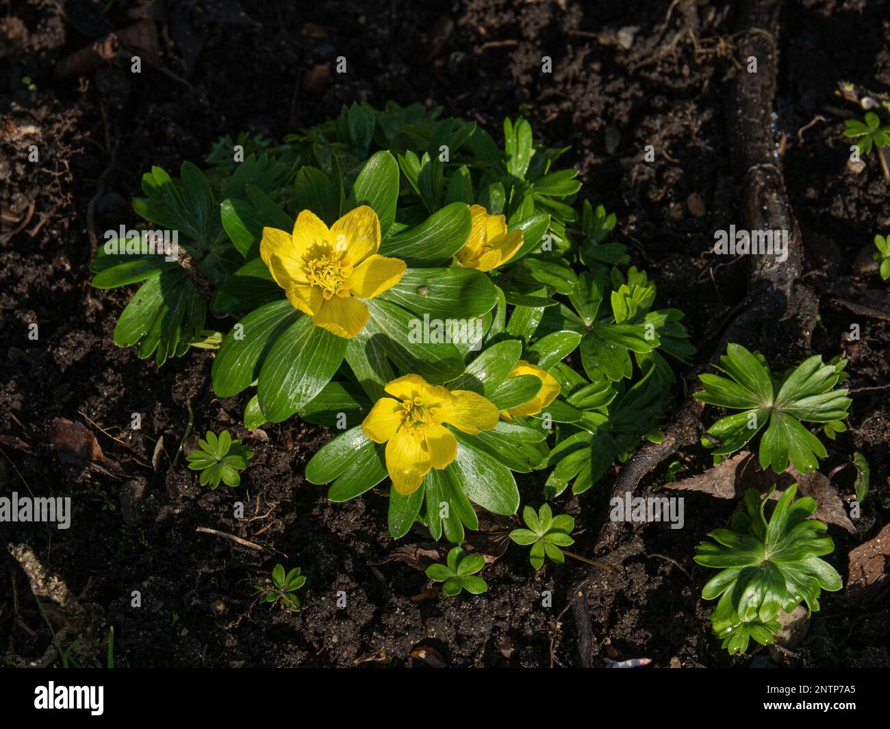 Un gruppo di aconiti invernali gialli (Eranthis hyemalis) fiorito nel sole primaverile. Foto Stock