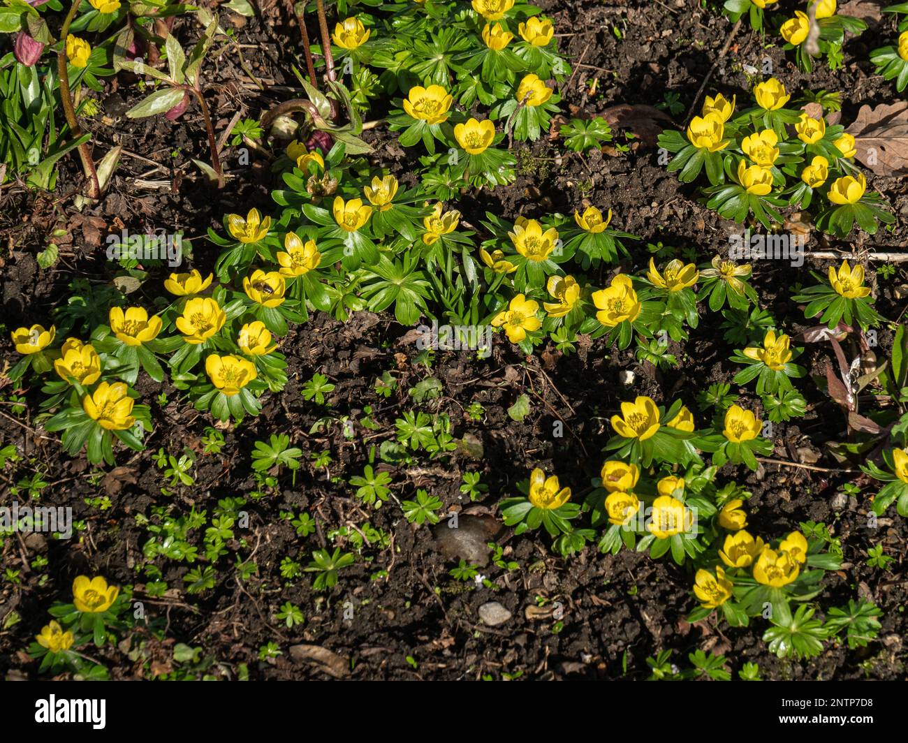 Un gruppo di aconiti invernali gialli (Eranthis hyemalis) fiorito nel sole primaverile. Foto Stock