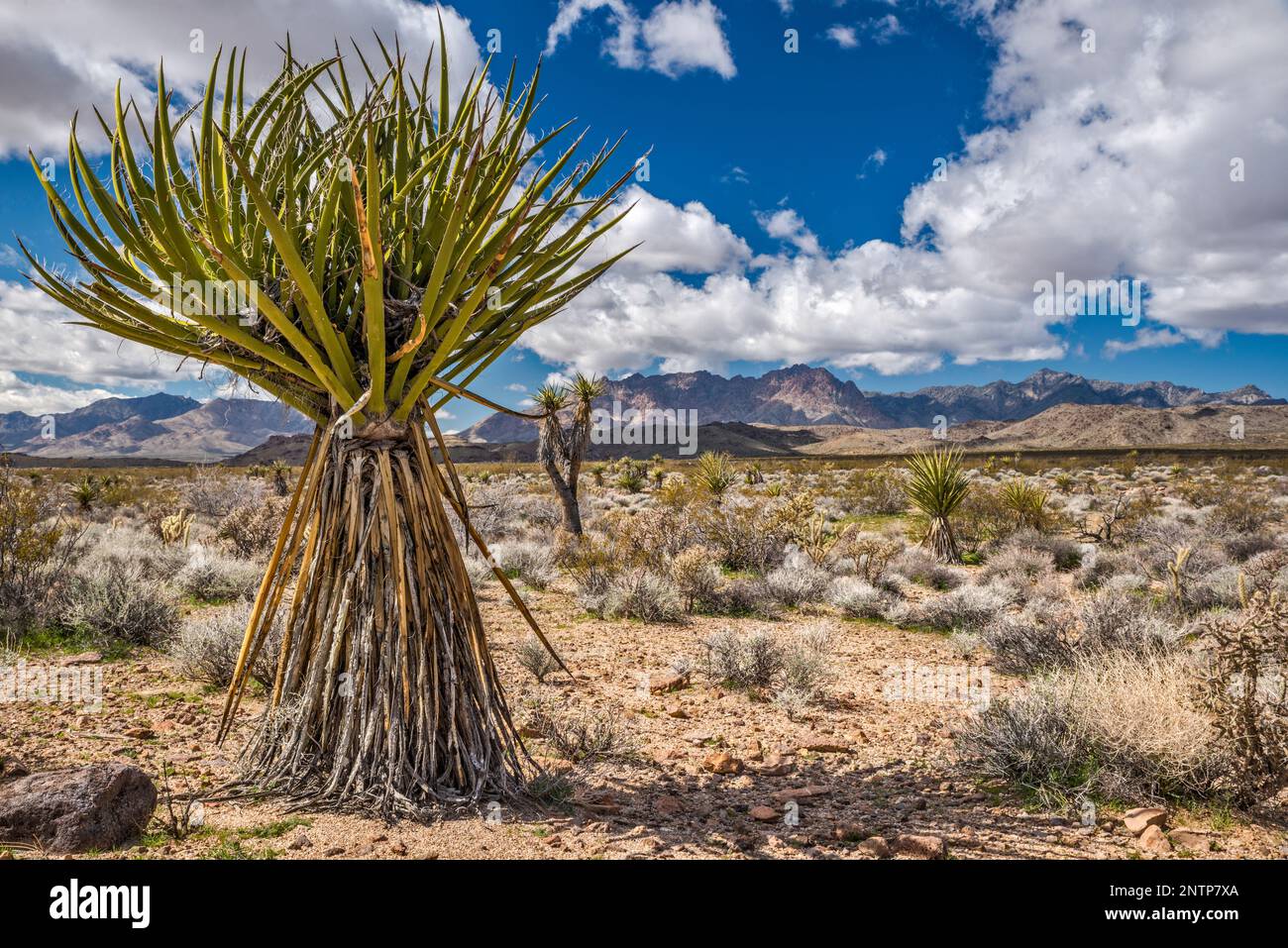 Yuccas, Providence Mountains, vista da Black Canyon Road, Mojave Desert, Mojave National Preserve, California, Stati Uniti Foto Stock