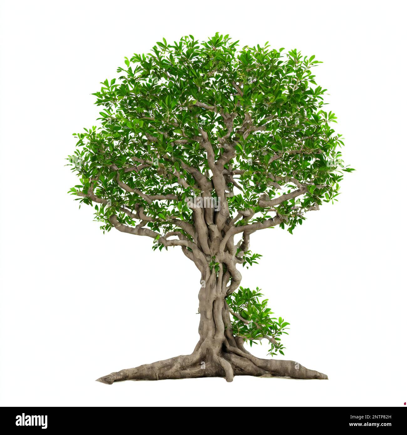 banyan albero, bella grande pianta con radici colonna isolato su sfondo bianco Foto Stock