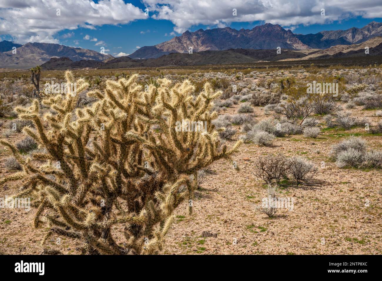 Buckhorn cholla Cactus, Providence Mountains, vista da Black Canyon Road, Mojave Desert, Mojave National Preserve, California, USA Foto Stock