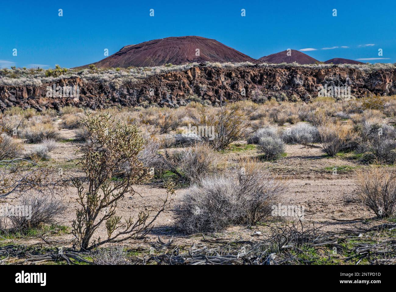 Strato di basalto, cono di cenere, cespugli di creosoto, cholla di matita, strada di miniera di Aikens, Cinder Cones Lava Beds, Mojave National Preserve, California, USA Foto Stock