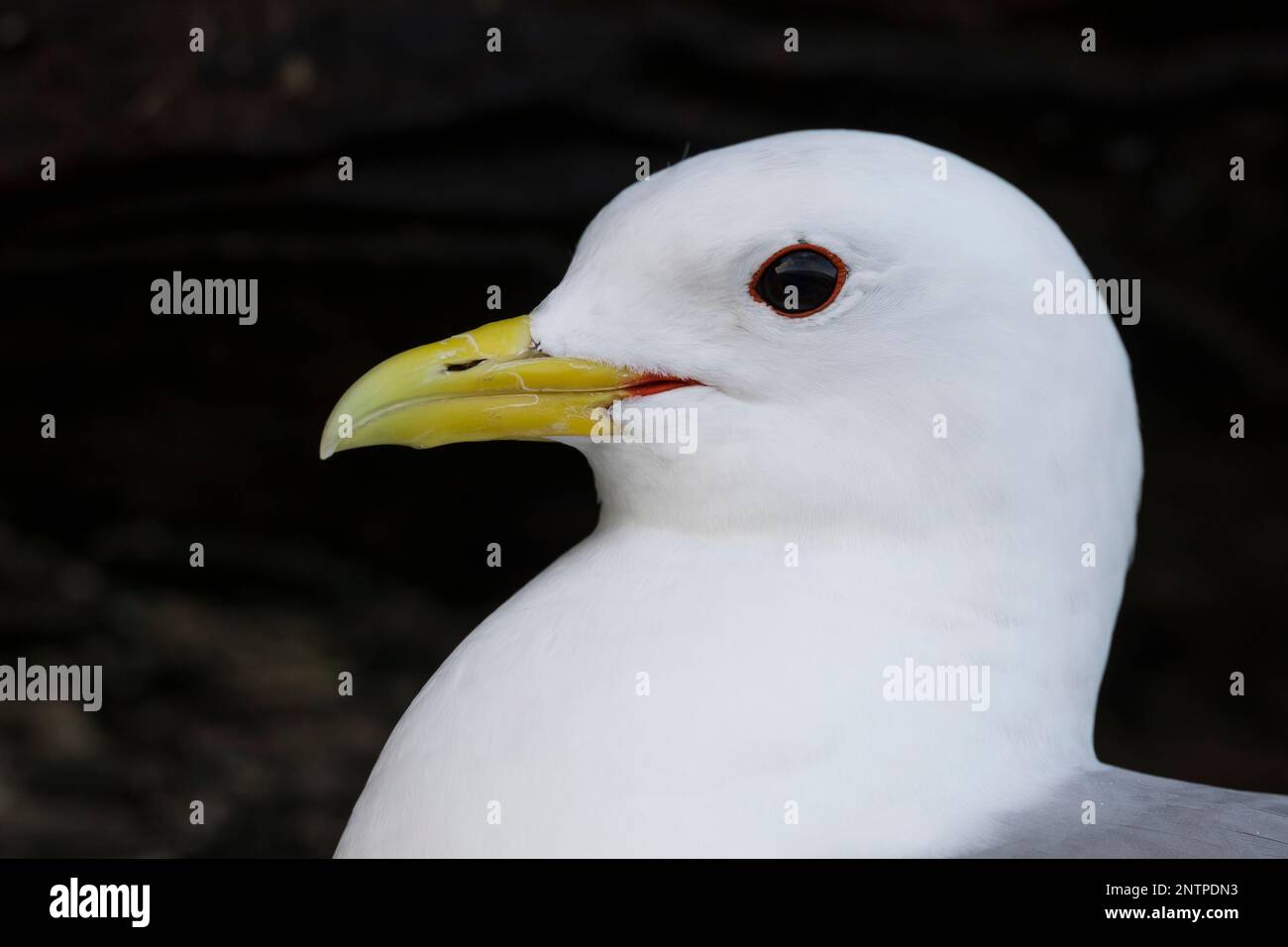 Dreizehenmöwe, Dreizehen-Möwe, Möwe, Möwen, Dreizehenmöve, Rissa tridactyla, kittiwake, nero-gambe, kittiwake La Mouette tridactyle Foto Stock