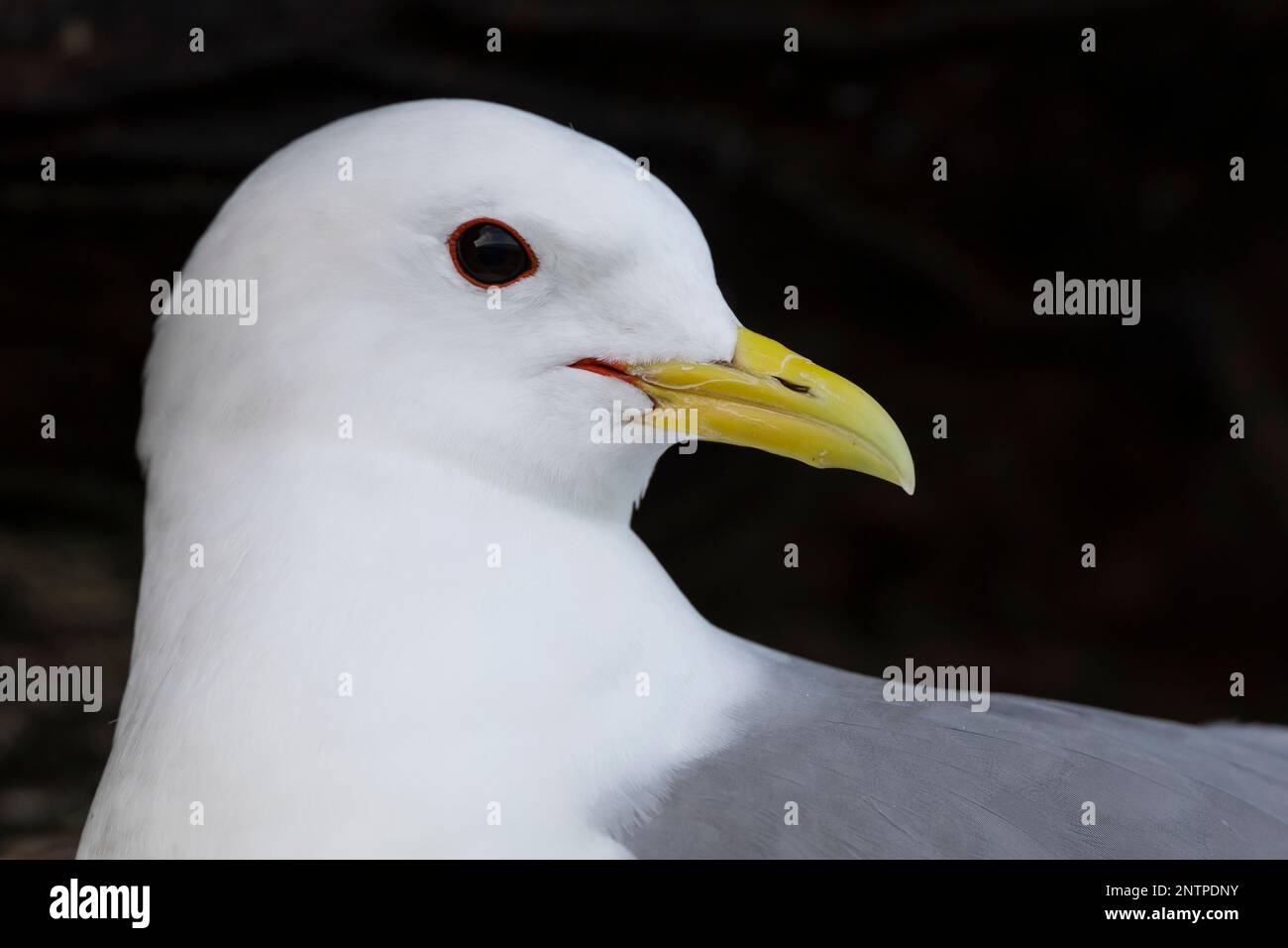 Dreizehenmöwe, Dreizehen-Möwe, Möwe, Möwen, Dreizehenmöve, Rissa tridactyla, kittiwake, nero-gambe, kittiwake La Mouette tridactyle Foto Stock