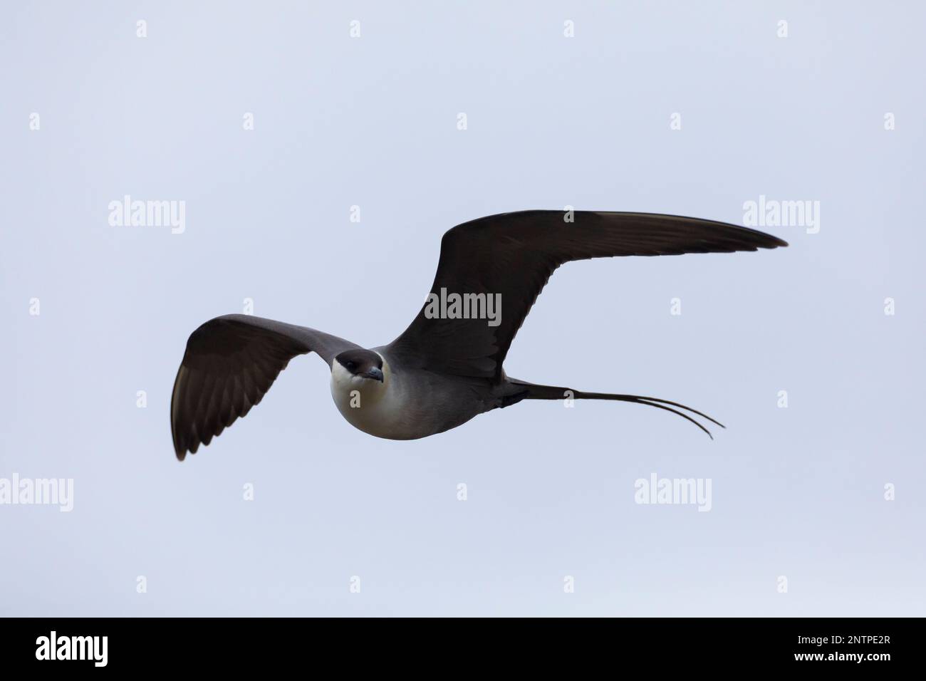 Falkenraubmöwe, Falken-Raubmöwe, Flugbild, Flugbild, Fliegend, Raubmöwe, Raubmöwen, Stercorarius longicaudus, skua a coda lunga, jaeger a coda lunga, volo Foto Stock