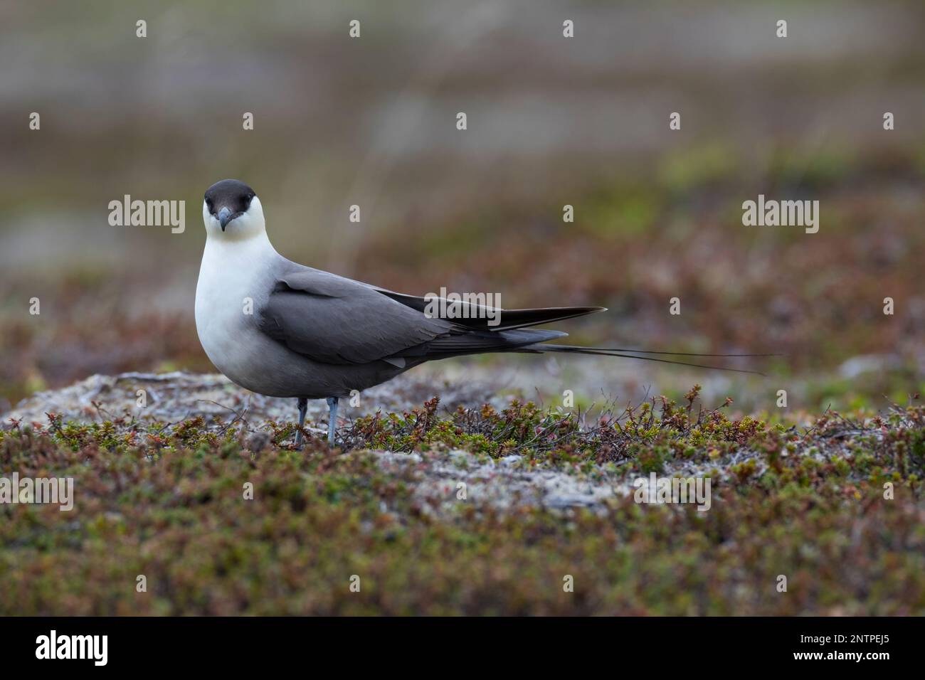 Falkenraubmöwe, Falken-Raubmöwe, Raubmöwe, Raubmöwen, Stercorarius longicaudus, skua a coda lunga, jaeger a coda lunga, coda le Labbe à longue Foto Stock