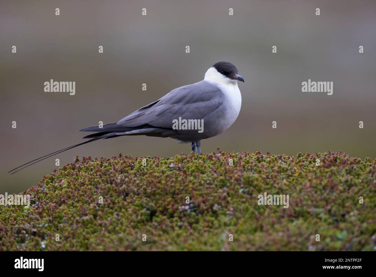 Falkenraubmöwe, Falken-Raubmöwe, Raubmöwe, Raubmöwen, Stercorarius longicaudus, skua a coda lunga, jaeger a coda lunga, coda le Labbe à longue Foto Stock