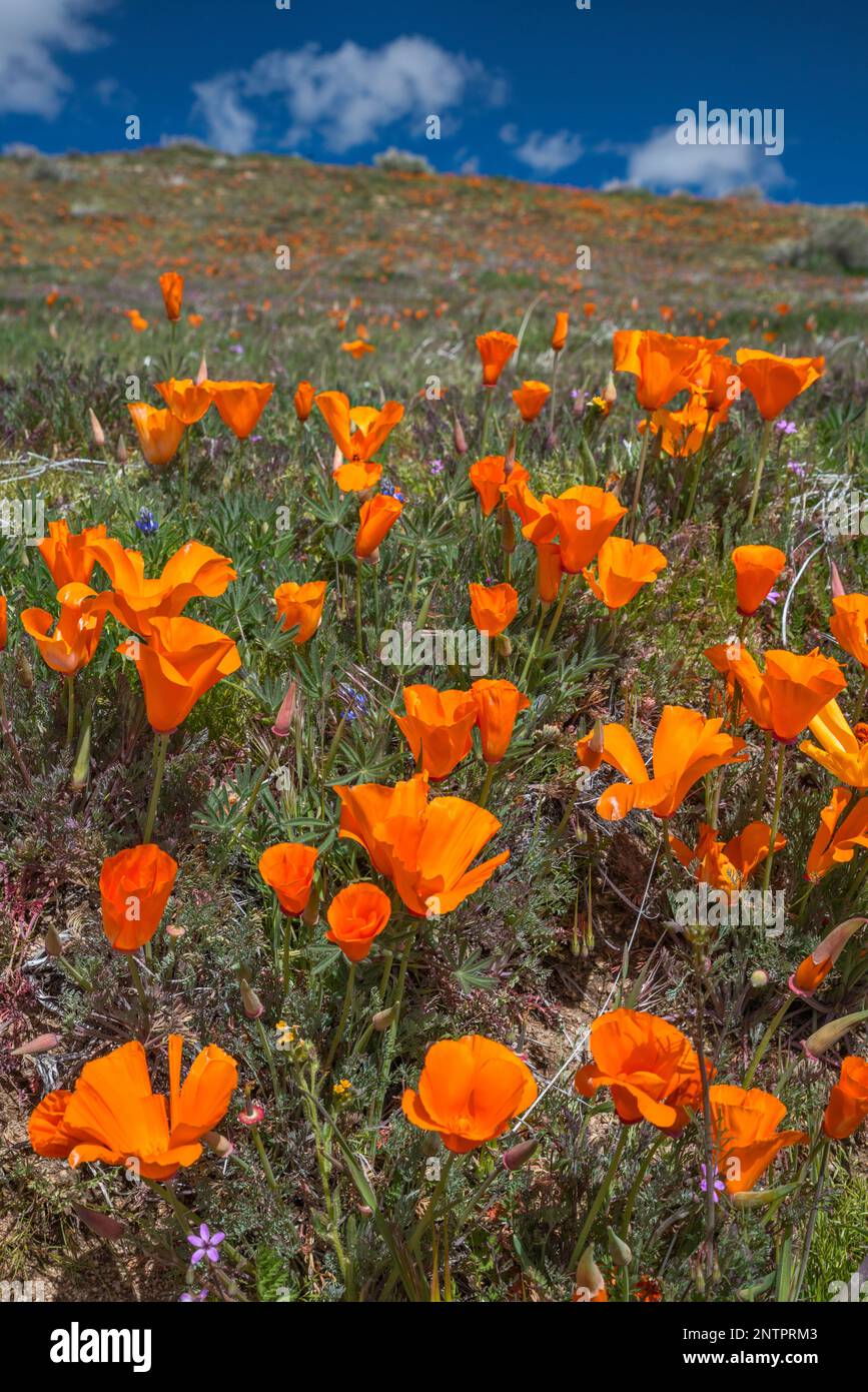 California Poppies Field, inizio marzo (inizio stagione), Antelope Valley California Poppy Reserve, California, USA Foto Stock