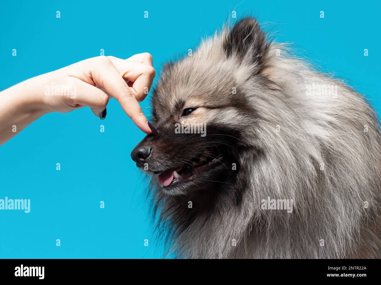 Faccia a contatto con la mano del lupo spitz o del cane di razza keeshond su sfondo blu Foto Stock