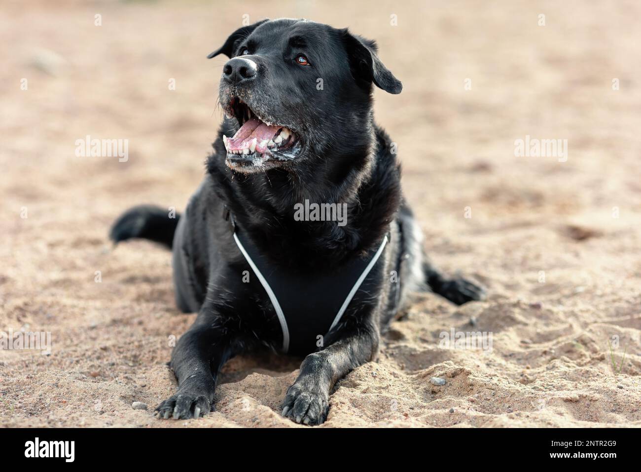 Cane mongrel nero sulla sabbia Foto Stock